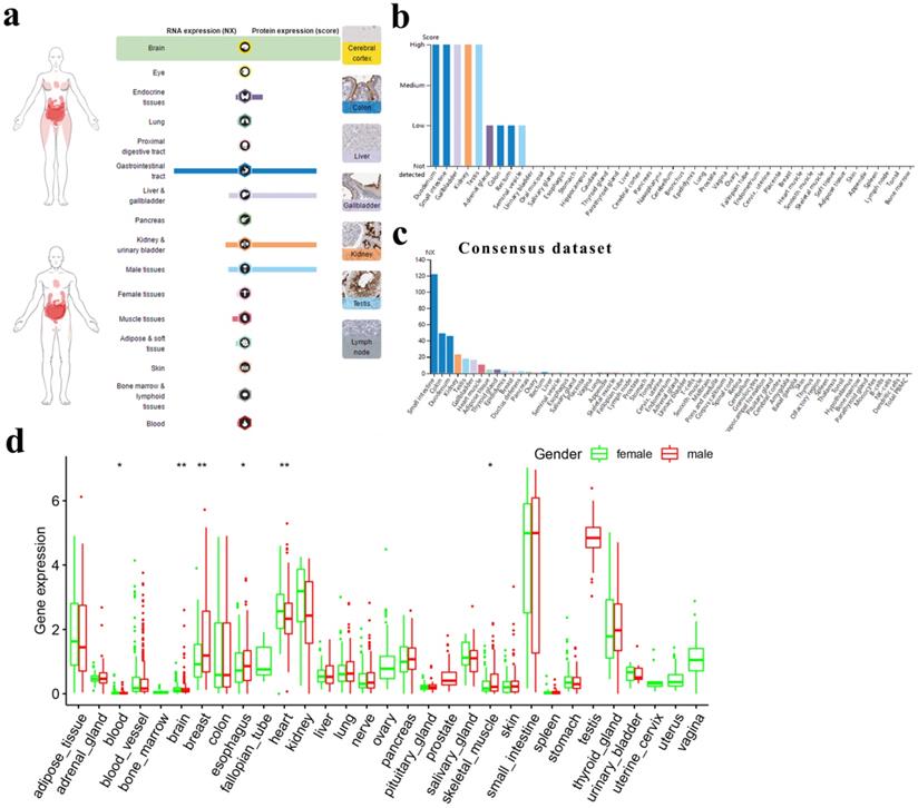 Int J Biol Sci Image