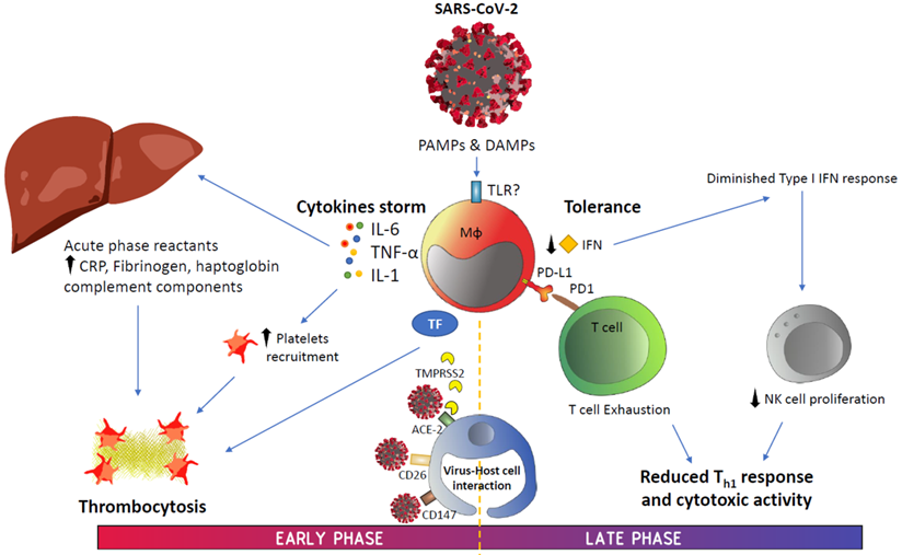 Int J Biol Sci Image