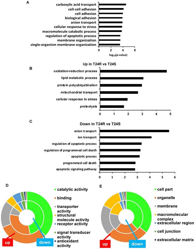 Int J Biol Sci Image