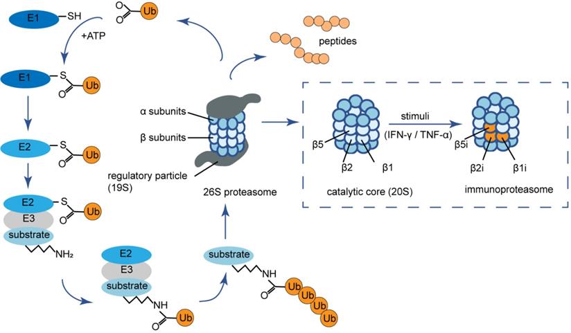 Int J Biol Sci Image