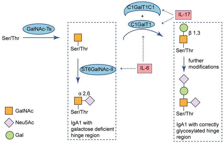 Int J Biol Sci Image