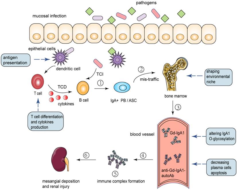 Int J Biol Sci Image