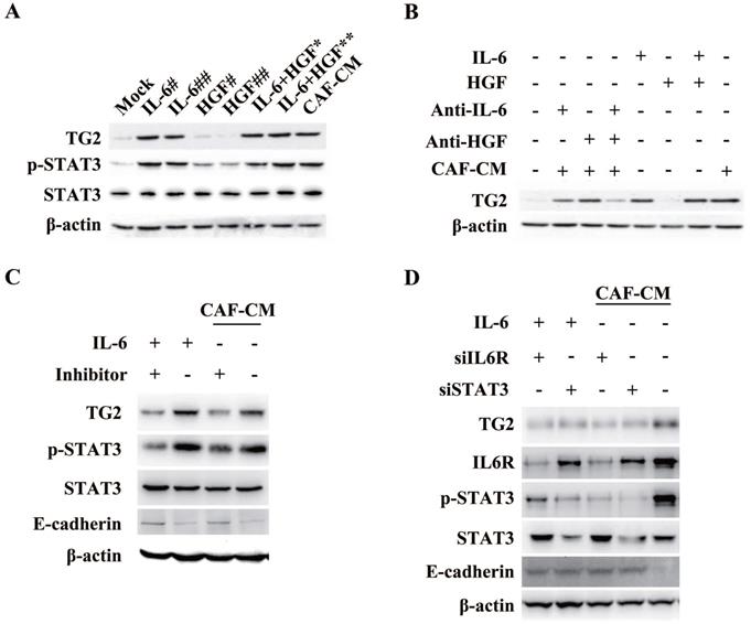 Int J Biol Sci Image