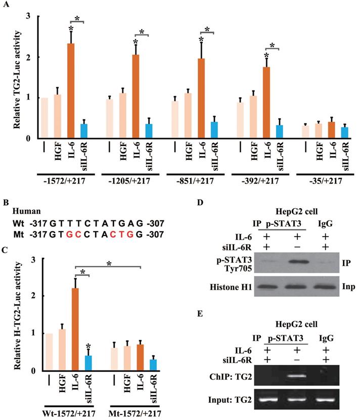 Int J Biol Sci Image