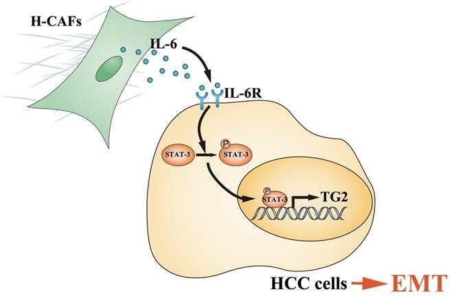 Int J Biol Sci Image