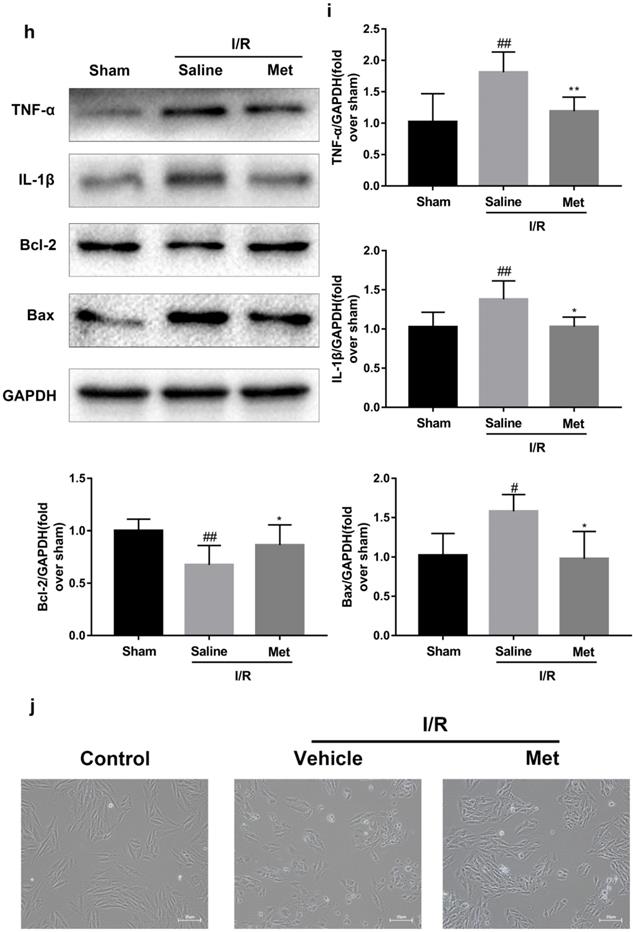 Int J Biol Sci Image