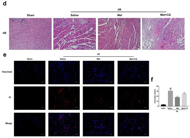 Int J Biol Sci Image