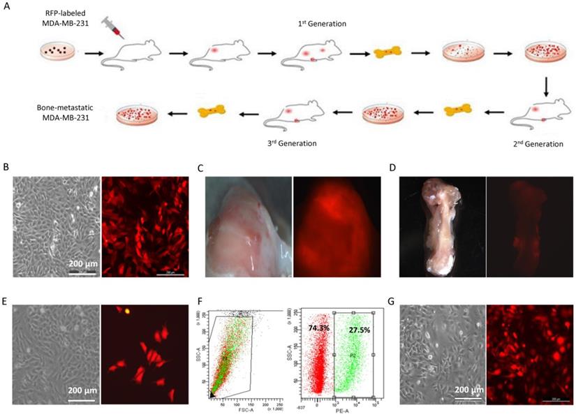 Int J Biol Sci Image