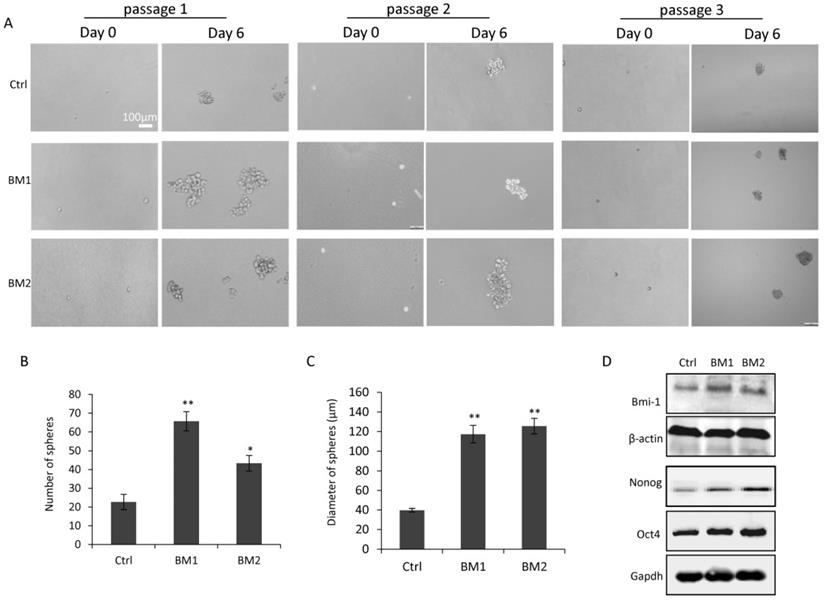 Int J Biol Sci Image