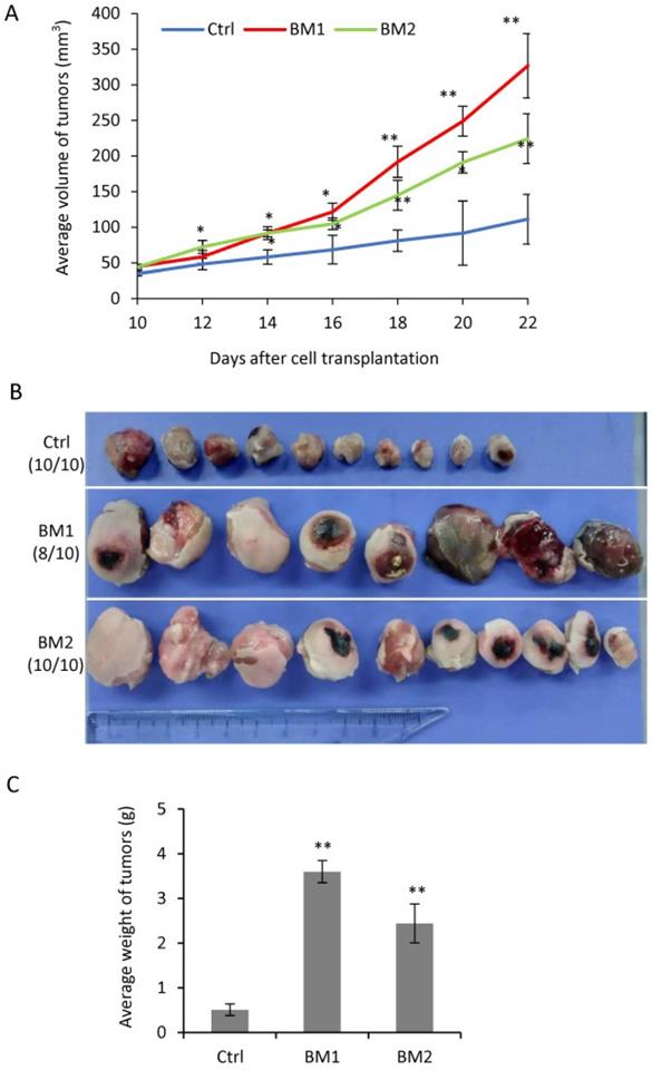 Int J Biol Sci Image