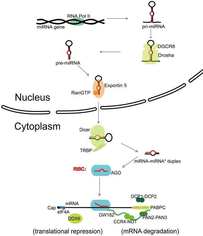 Int J Biol Sci Image