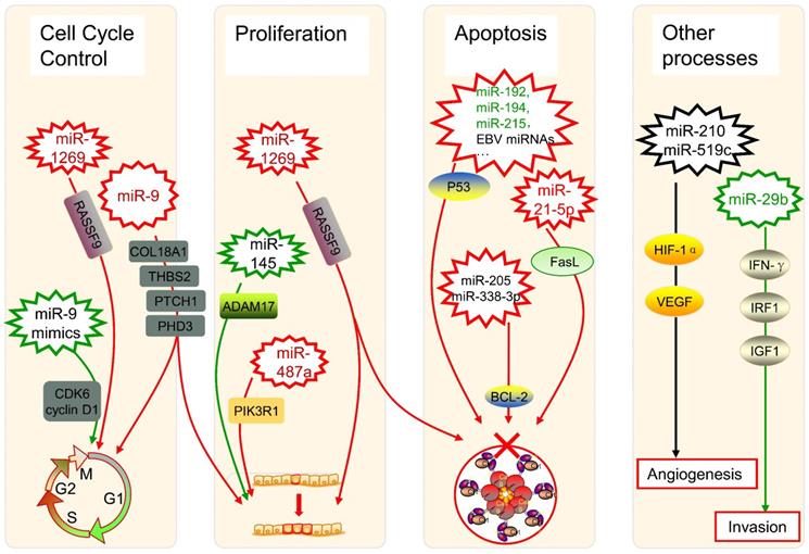 Int J Biol Sci Image