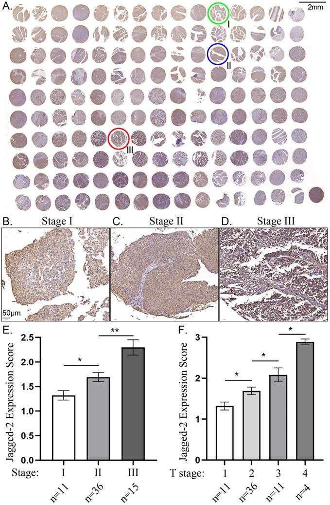 Int J Biol Sci Image