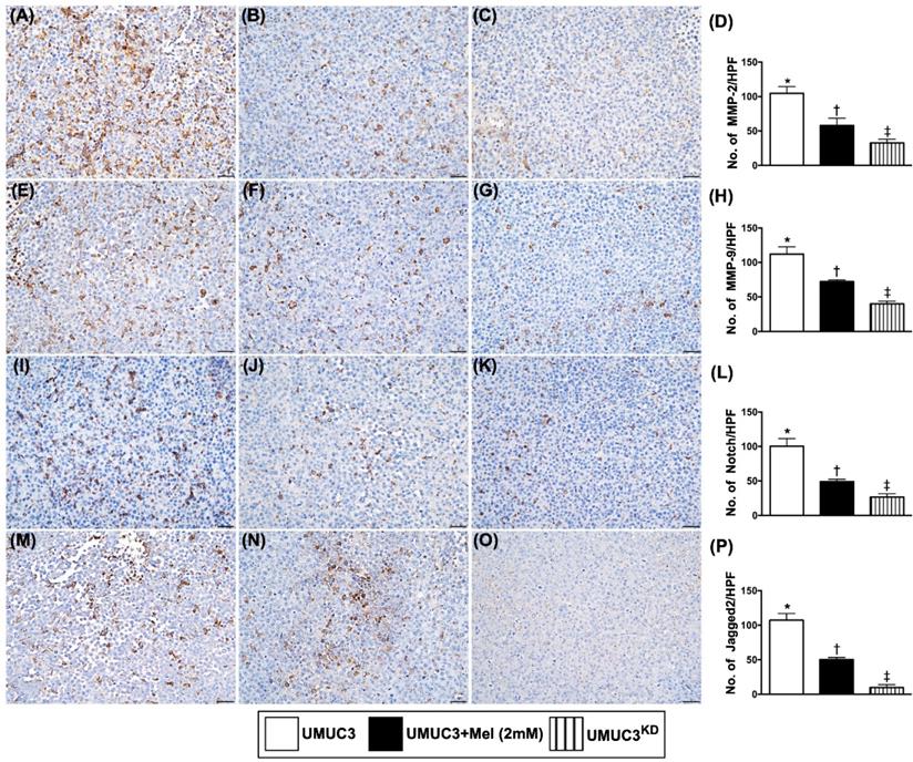 Int J Biol Sci Image