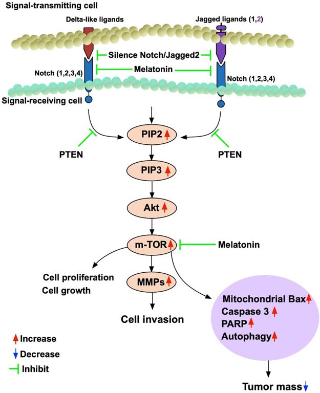 Int J Biol Sci Image