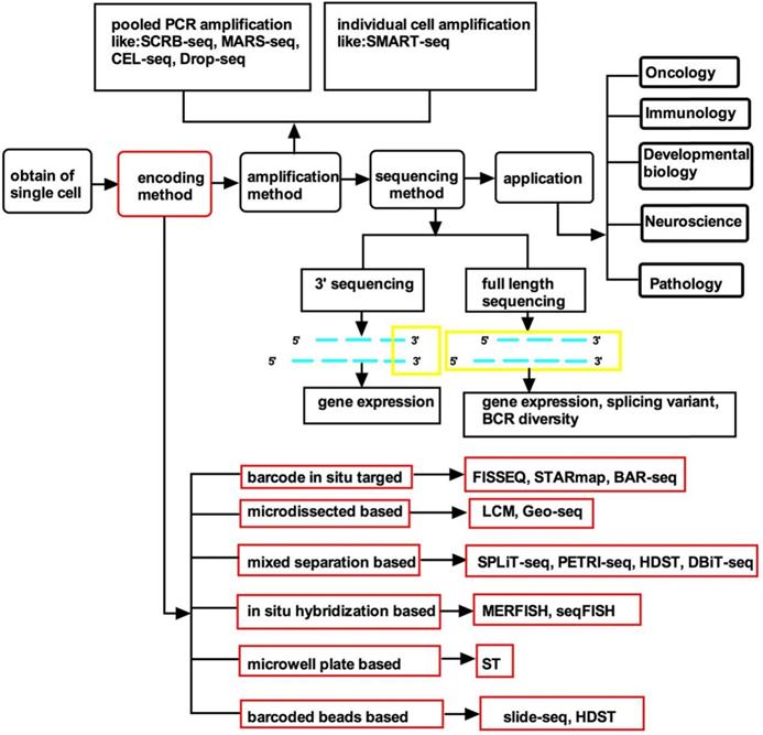 Int J Biol Sci Image