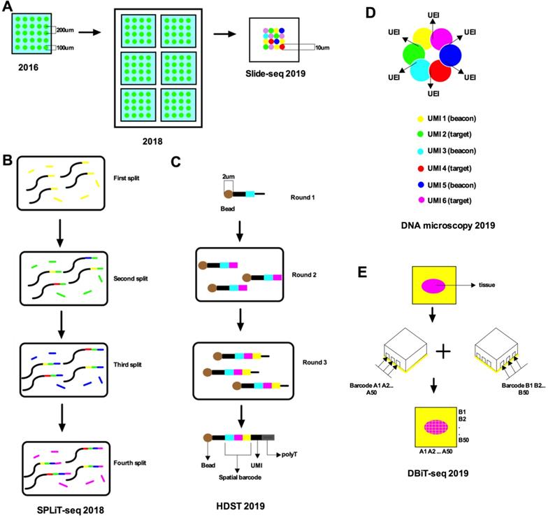 Int J Biol Sci Image