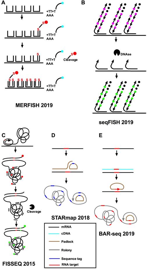 Int J Biol Sci Image