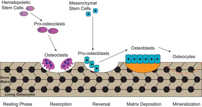 Int J Biol Sci Image