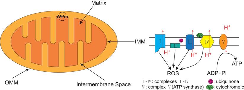 Int J Biol Sci Image