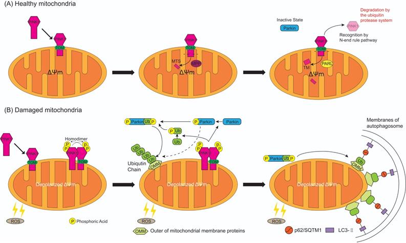 Int J Biol Sci Image