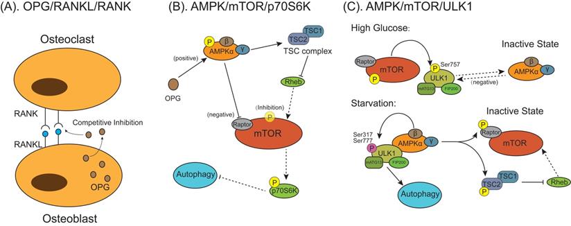 Int J Biol Sci Image