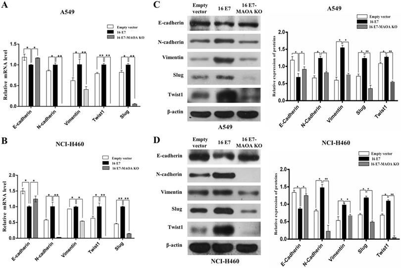 Int J Biol Sci Image