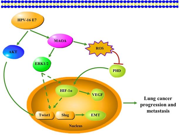 Int J Biol Sci Image