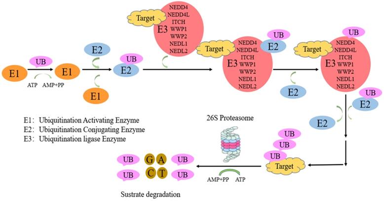 Int J Biol Sci Image