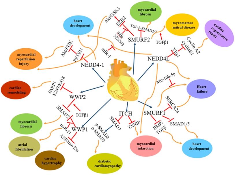 Int J Biol Sci Image