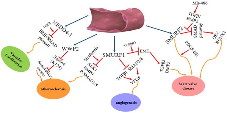 Int J Biol Sci Image