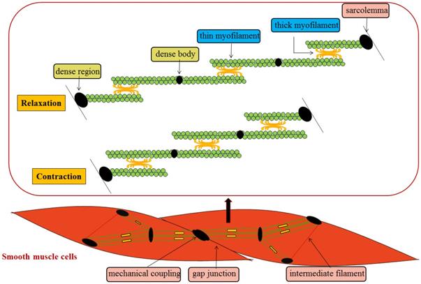 Int J Biol Sci Image