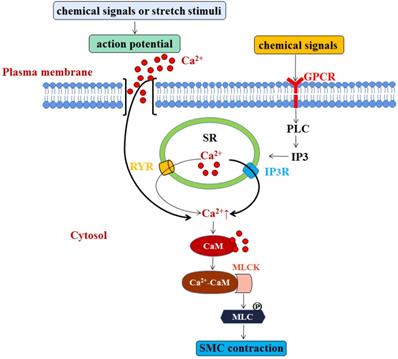 Int J Biol Sci Image