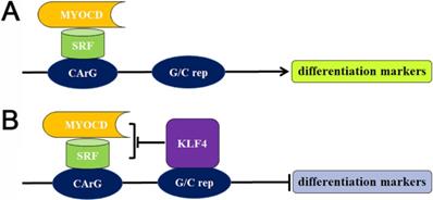 Int J Biol Sci Image