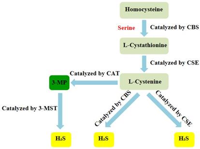 Int J Biol Sci Image