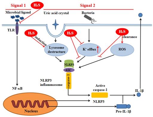 Int J Biol Sci Image