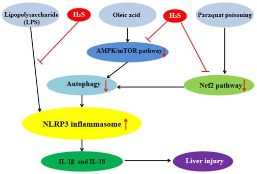 Int J Biol Sci Image