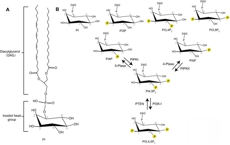 Int J Biol Sci Image