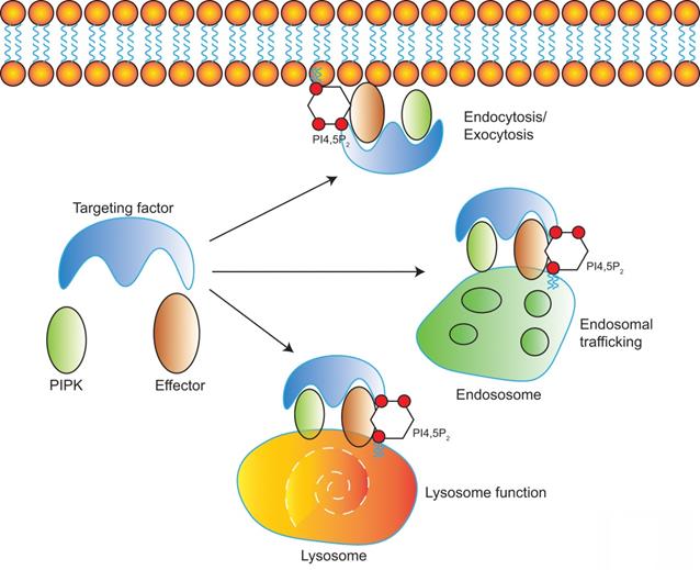 Int J Biol Sci Image