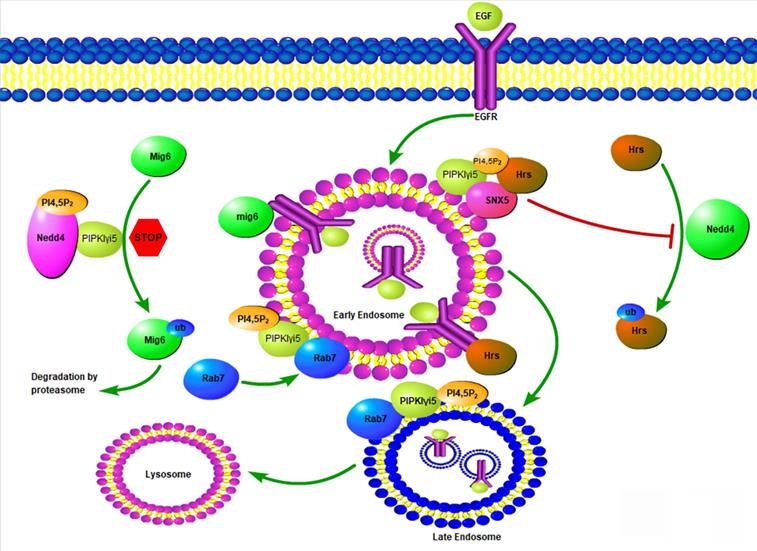 Int J Biol Sci Image