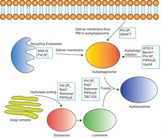 Int J Biol Sci Image