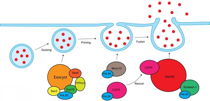 Int J Biol Sci Image