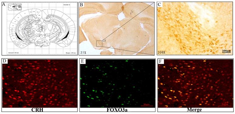 Int J Biol Sci Image