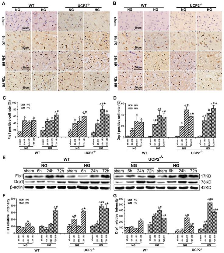 Int J Biol Sci Image