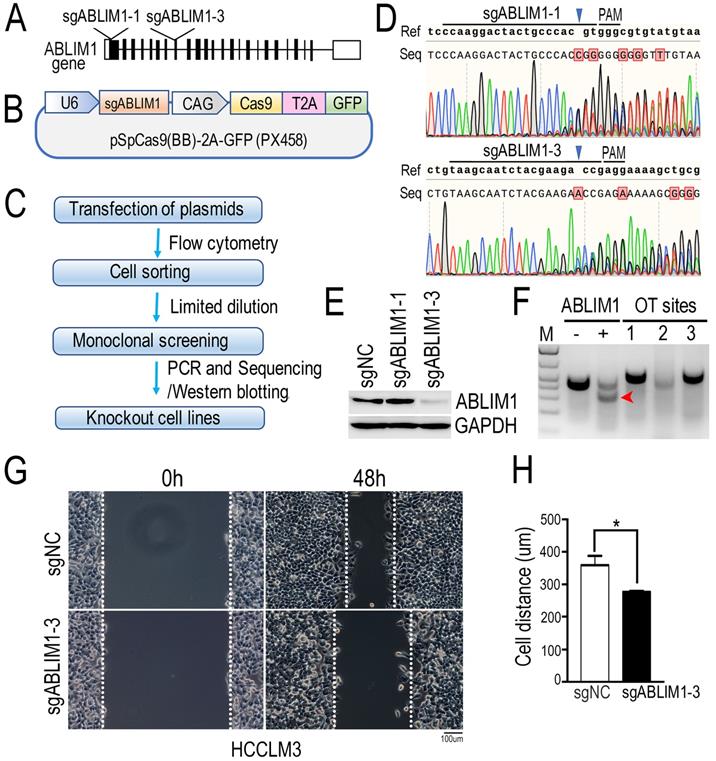 Int J Biol Sci Image