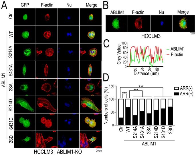 Int J Biol Sci Image