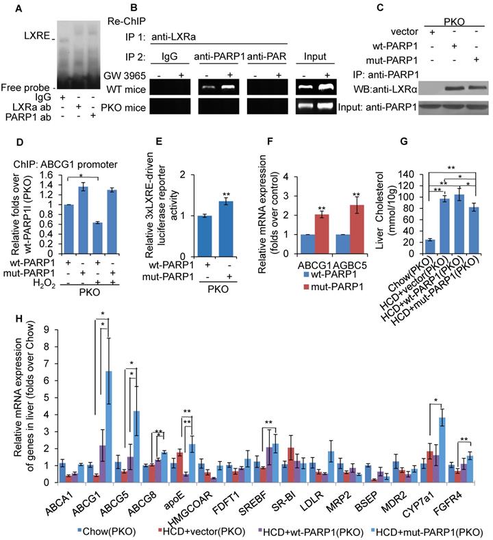 PARP1 bound directly to FXR. (A) Far-Western blot assays of nuclear