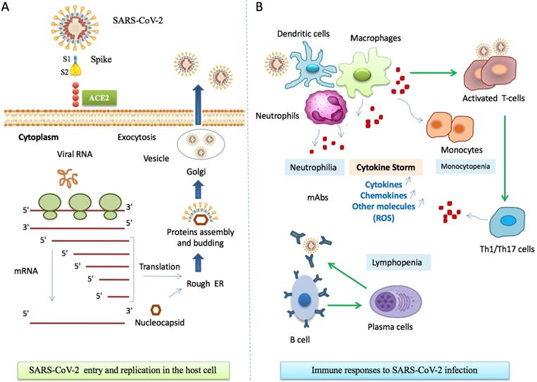 Int J Biol Sci Image