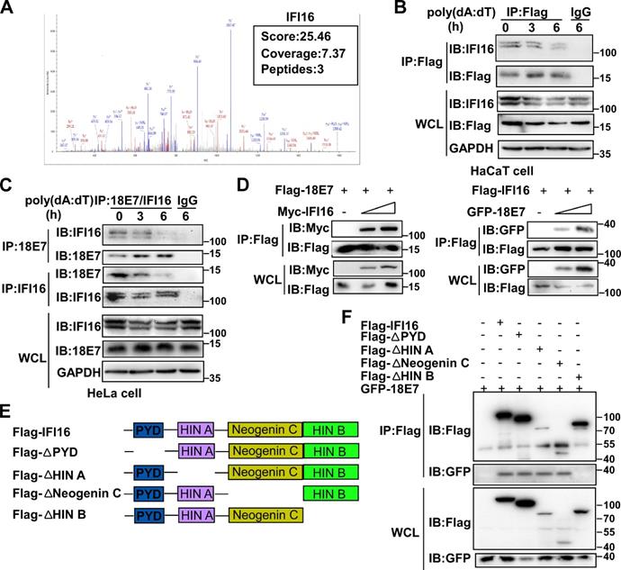 Int J Biol Sci Image