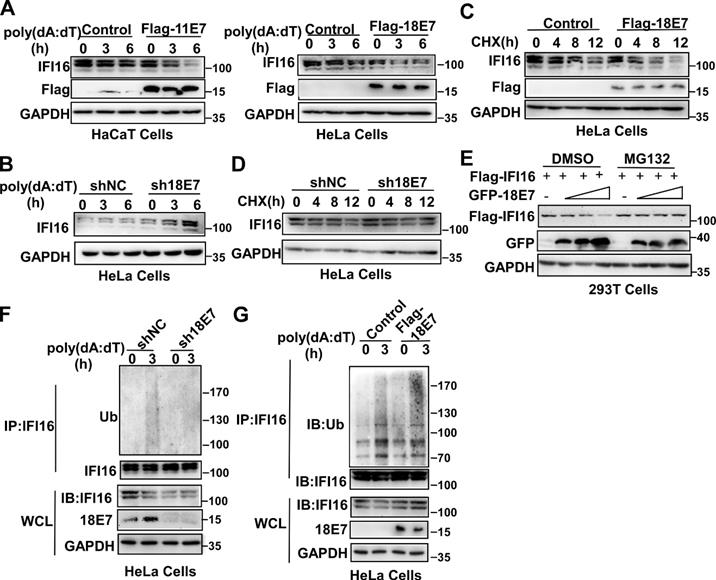 Int J Biol Sci Image